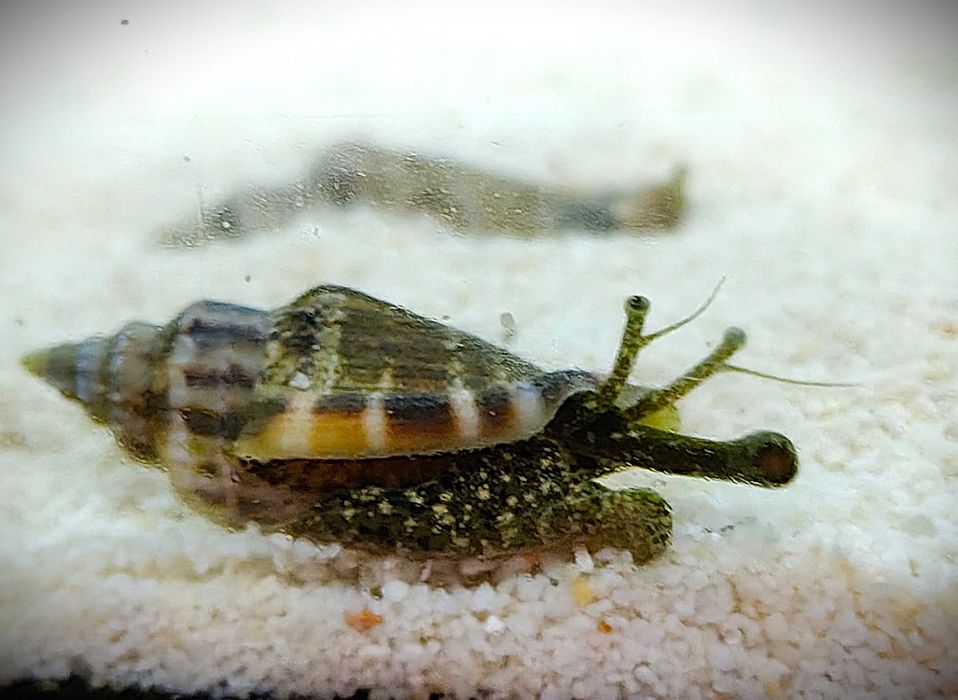 Ślimak Strombus luhuanus. Morskie