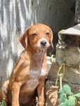 Dou cachorros cruzados de epagneul