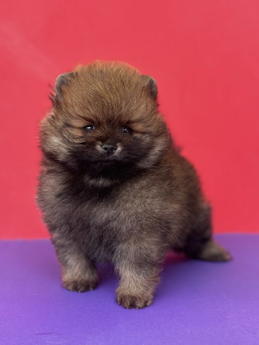 Дівчинка у ведмежому типі