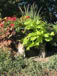 Котята срочно ищут дом