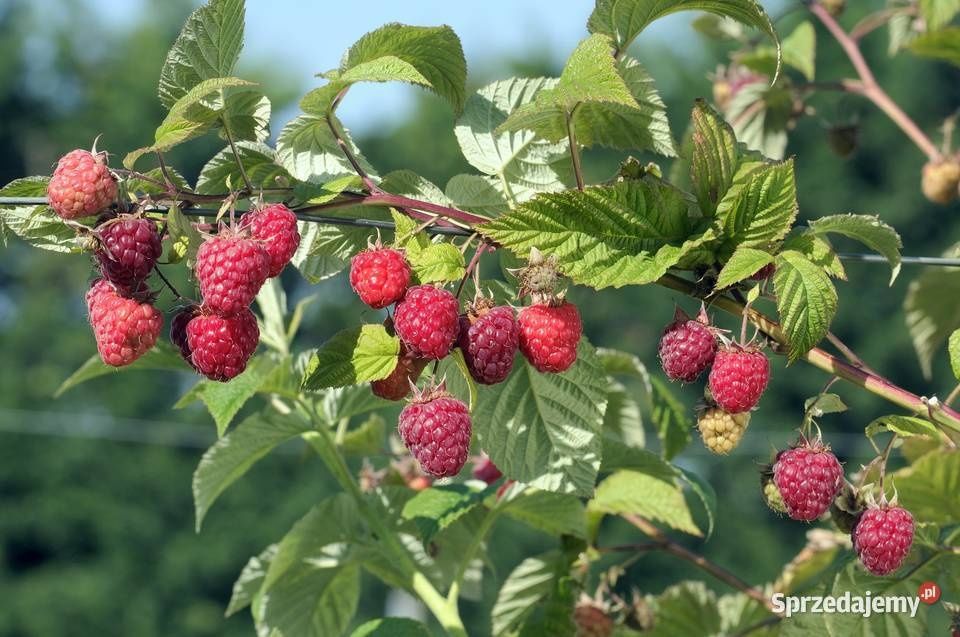 Sadzonki maliny letniej jesiennej polana długi zbiór wieloletnie