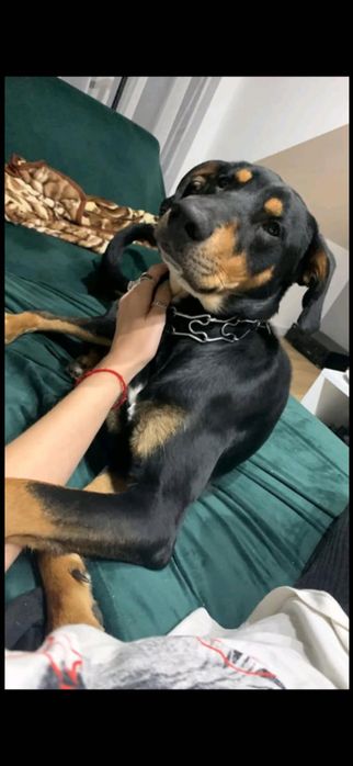 Oddam pieska w dobre ręce