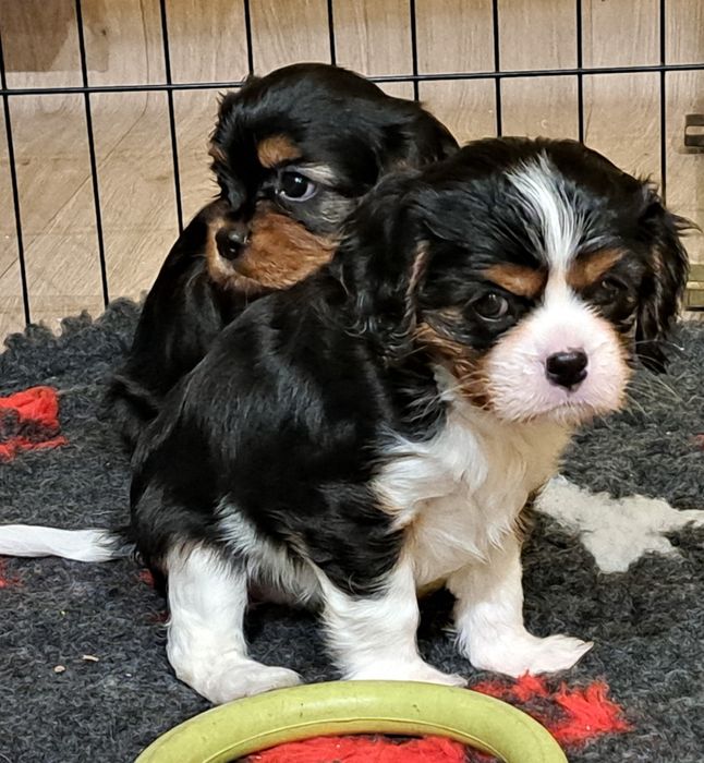 Dziewczynka tricolor Cavalier King Charles Spaniel fci