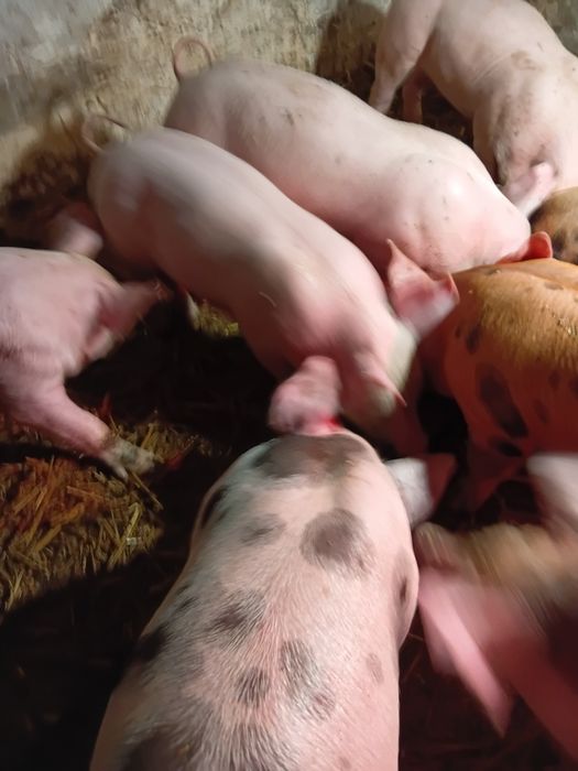 Малі поросята мясноїї плроди