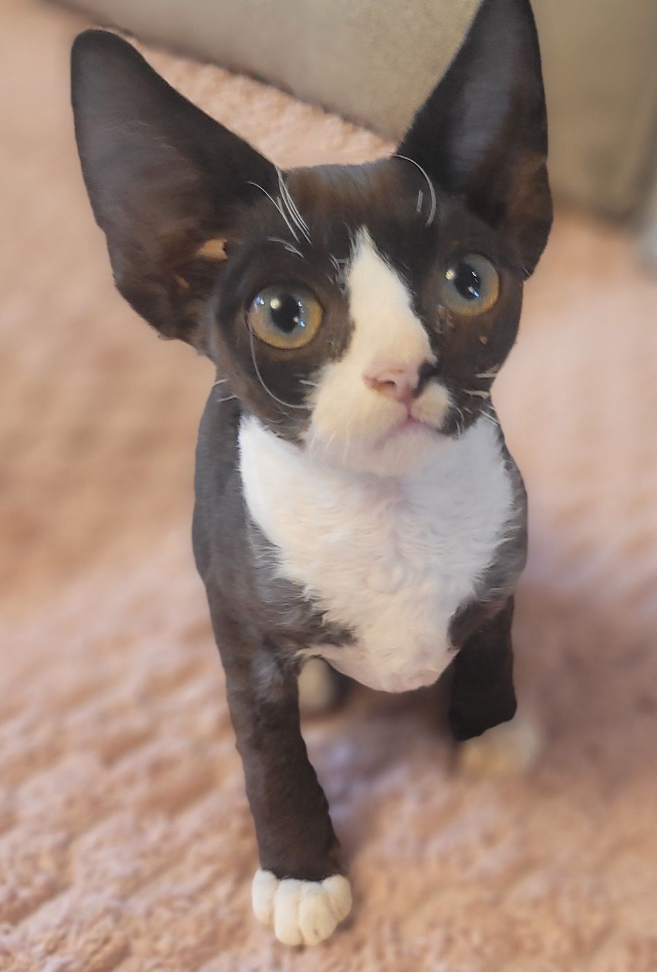 Devon rex cudny kocurek