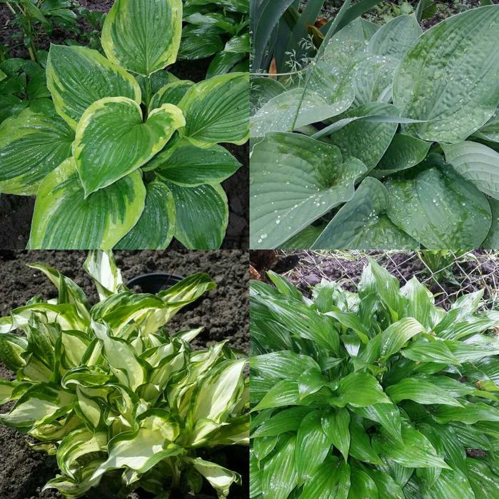 Квіти садові різних видів