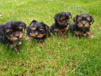 Szczeniak York-Terrier