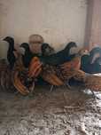 Ayam Cemani, Sebrytki