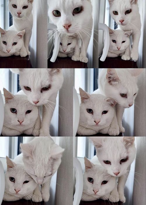 2 gatinhos machos para adoção reaponsável