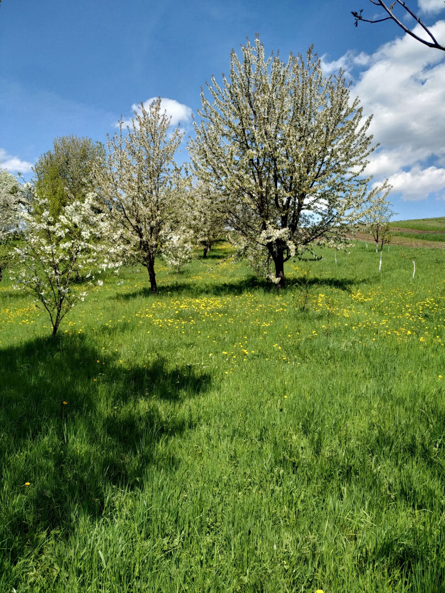 Велика земельна ділянка