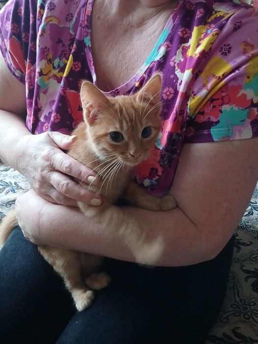 Котика  отдам в хорошие руки.