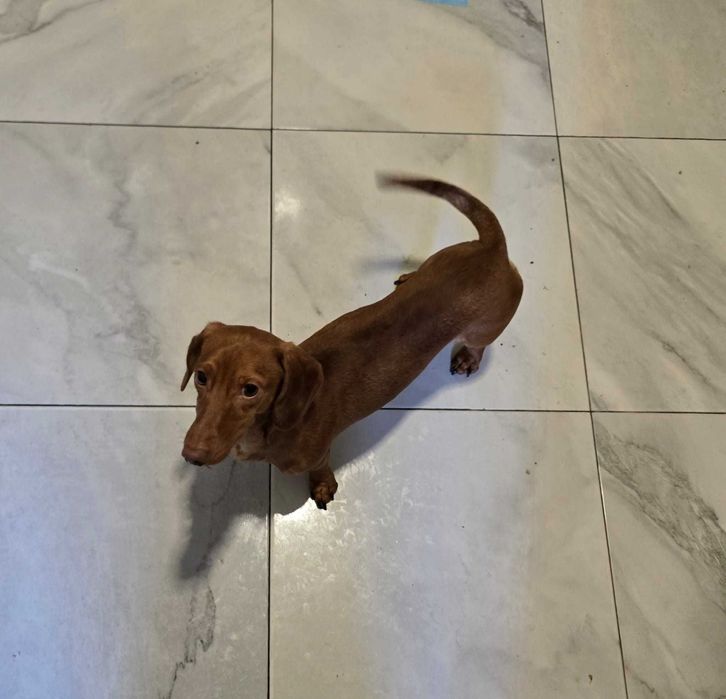 Teckel disponível para nova família