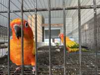 Aratinga sol casal