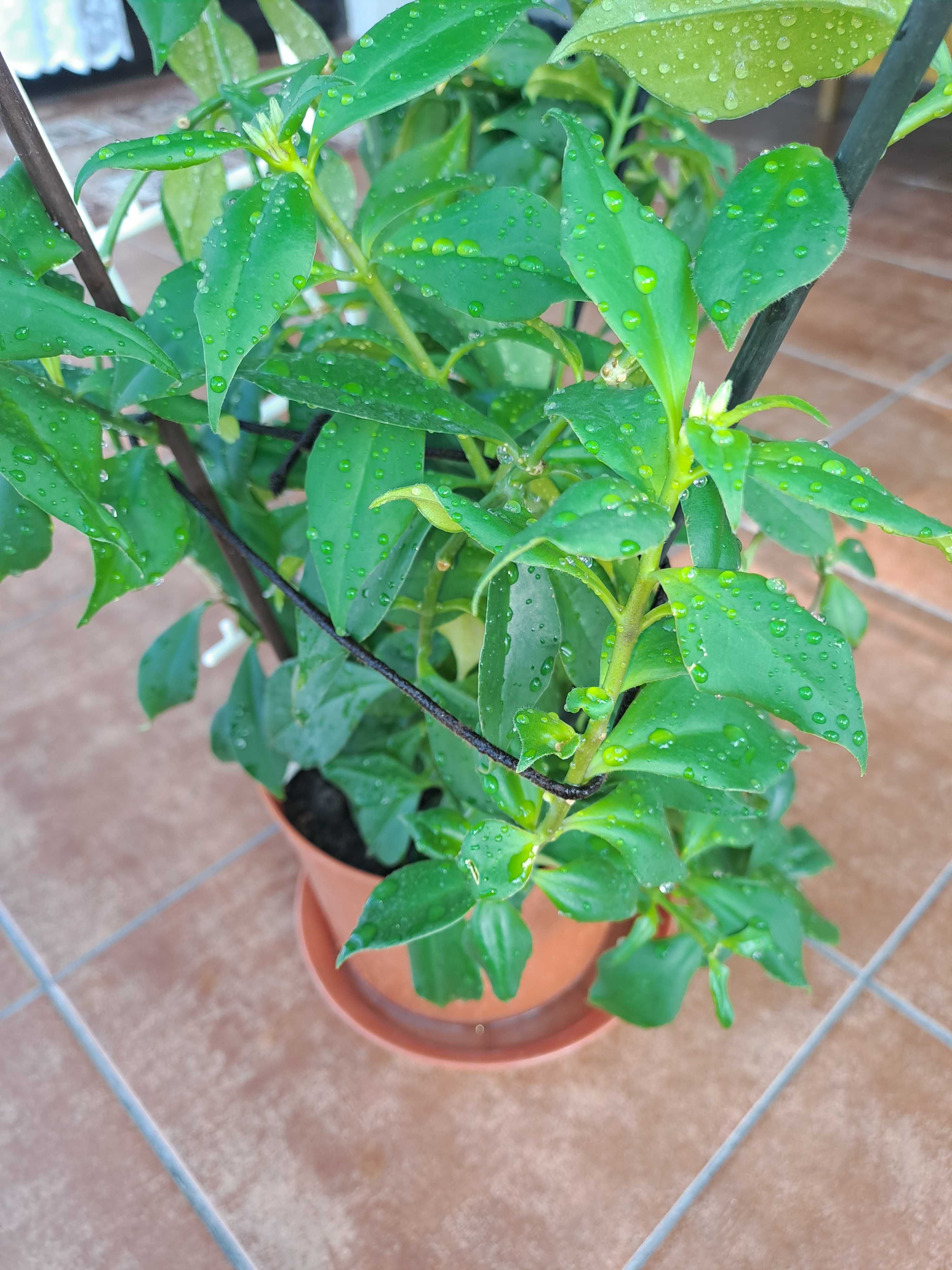 Kwiat Aeschynanthus specios