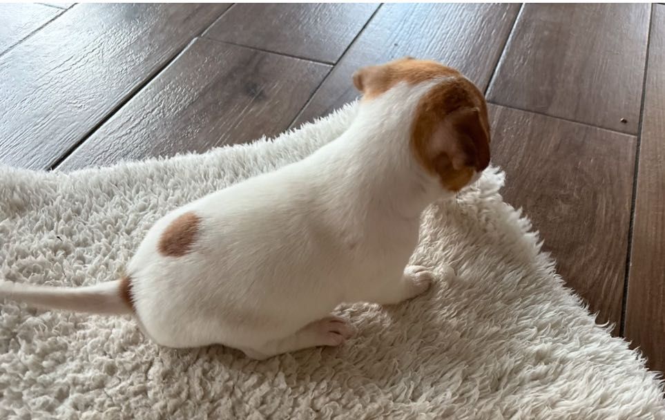 Jack Russell Terrier