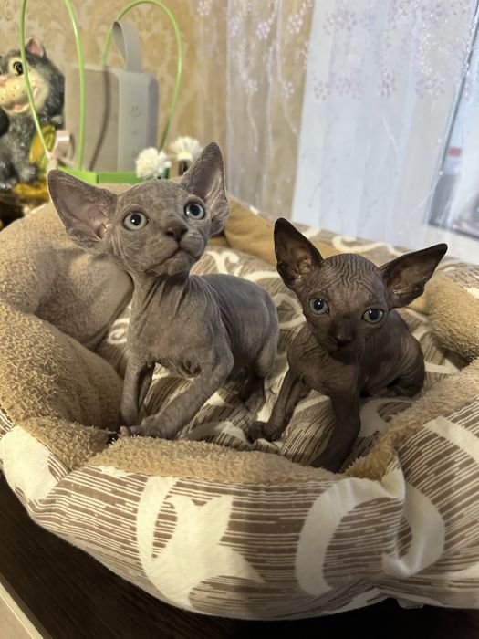 Кошенята Канадський сфінкс