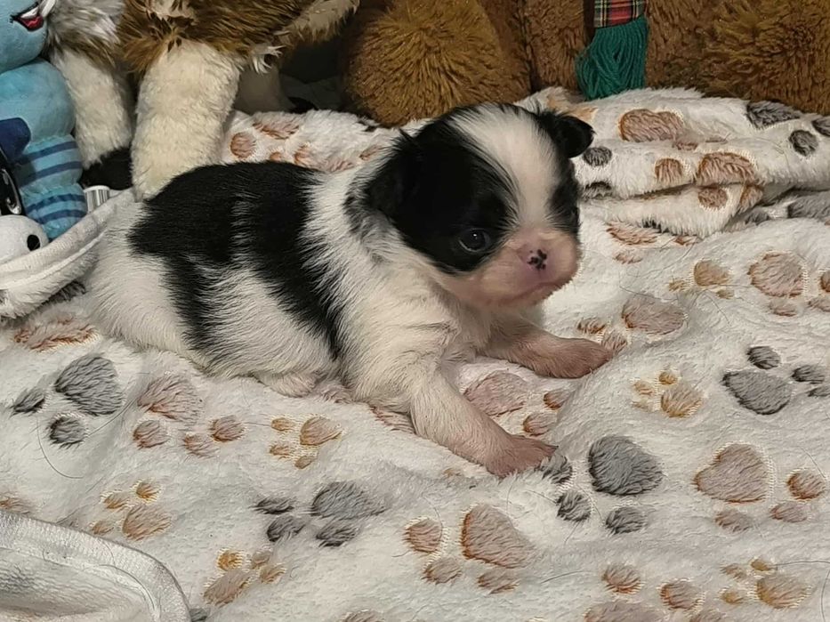 Chin Japoński piesek ZKwP/FCI