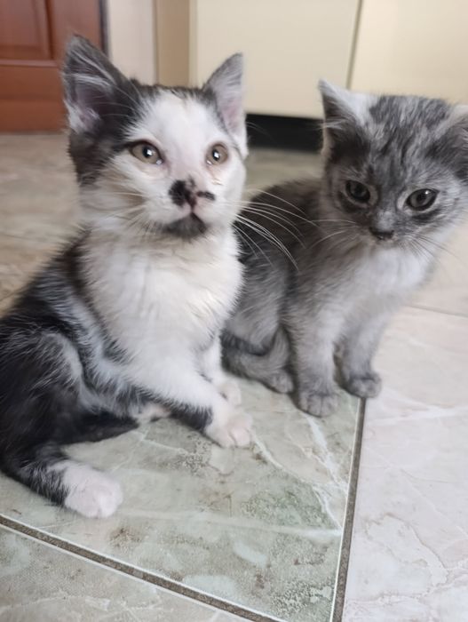 Słodziaki szukają wsólnego domu