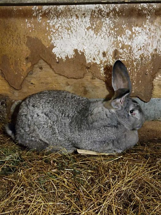 Фландр самчик кролі