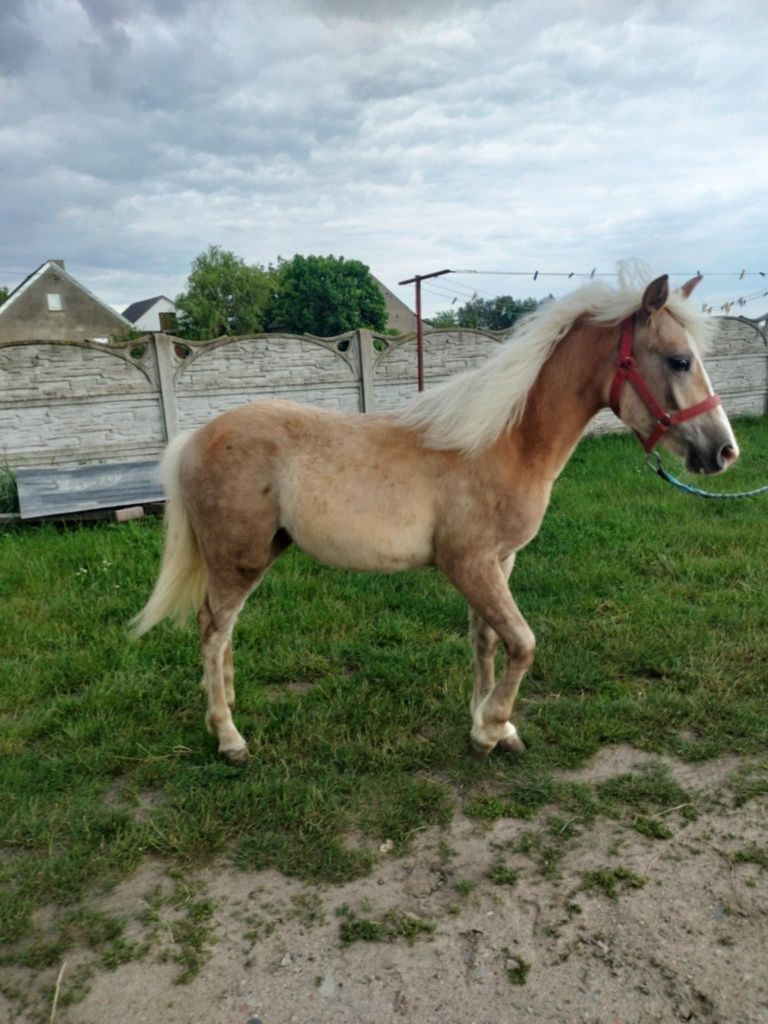 Klacz rasy Haflinger