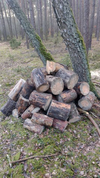 Sprzedam sosnę opałową suchą