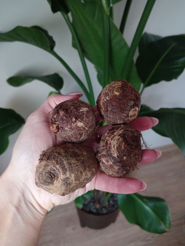 XXL Colocasia Esculenta Kolokazja olbrzymia Uszy słonia egzotyczna