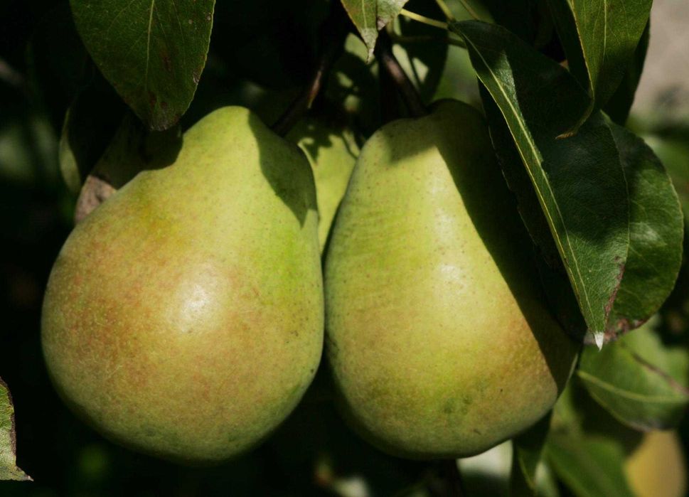 Świeże jabłka deserowe i gruszki prosto z sadu – Golden, Florina