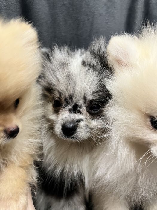 Померанские шпицы мальчики и девочки, крем, персик и мерле