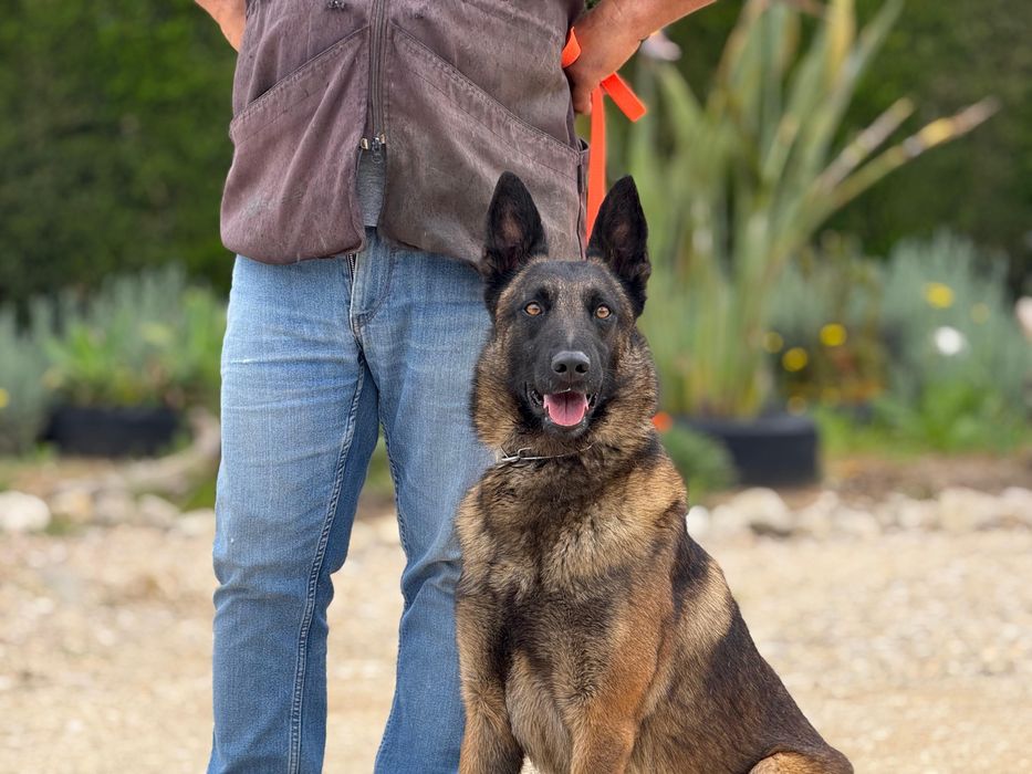 Pastor Belga Malinois
