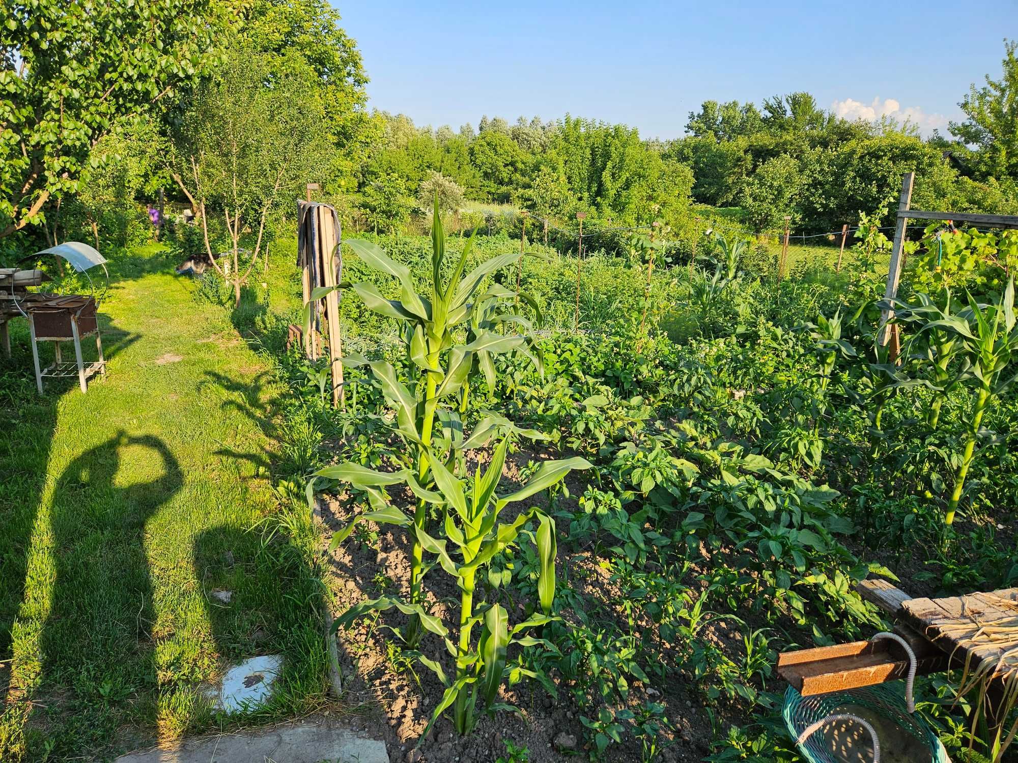 Продам земельну ділянку з будинком, терміново