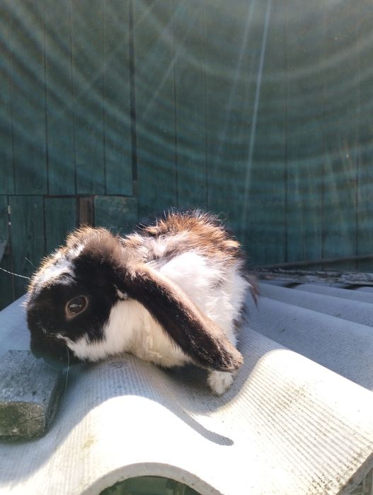 Продам 3 самки 3 самця