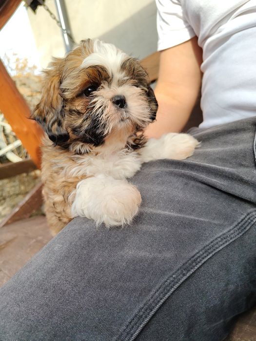 Piękna Shih Tzu z rodowodem