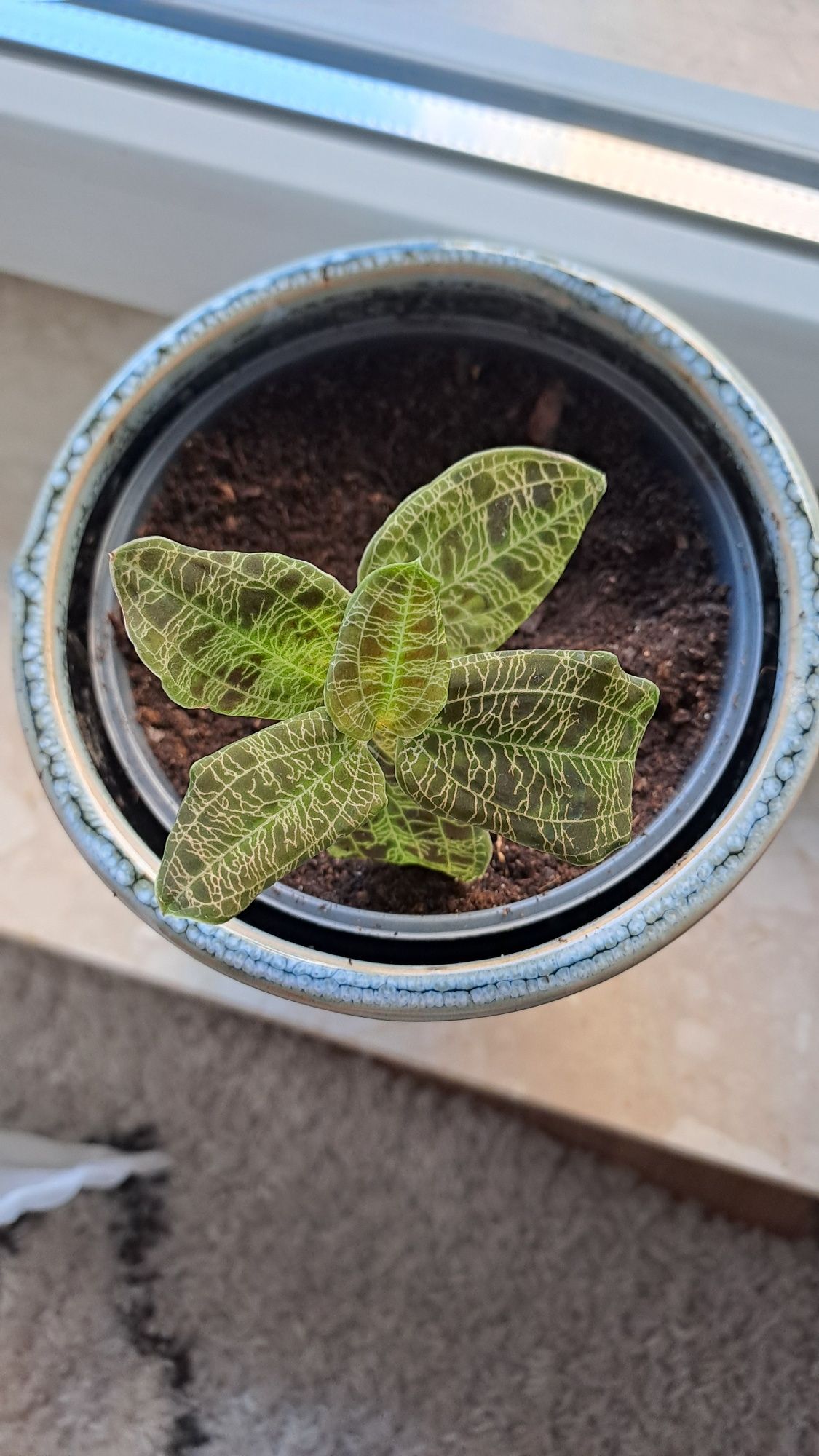 Macodes petula ludisia storczyk jubilerski kolekcjonerska roślina