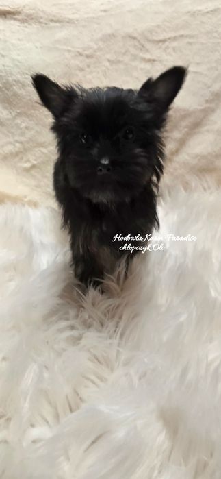 Yorkshire terrier piesek