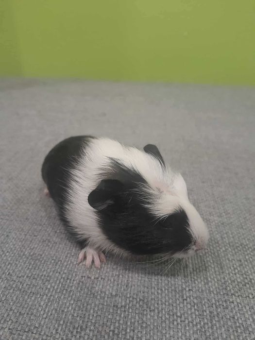 Świnki morskie samiczki