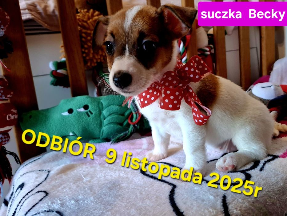 Suczka Jack Russel Terrier odbiór 9 listopad2025r RODZICE W HODOWLI