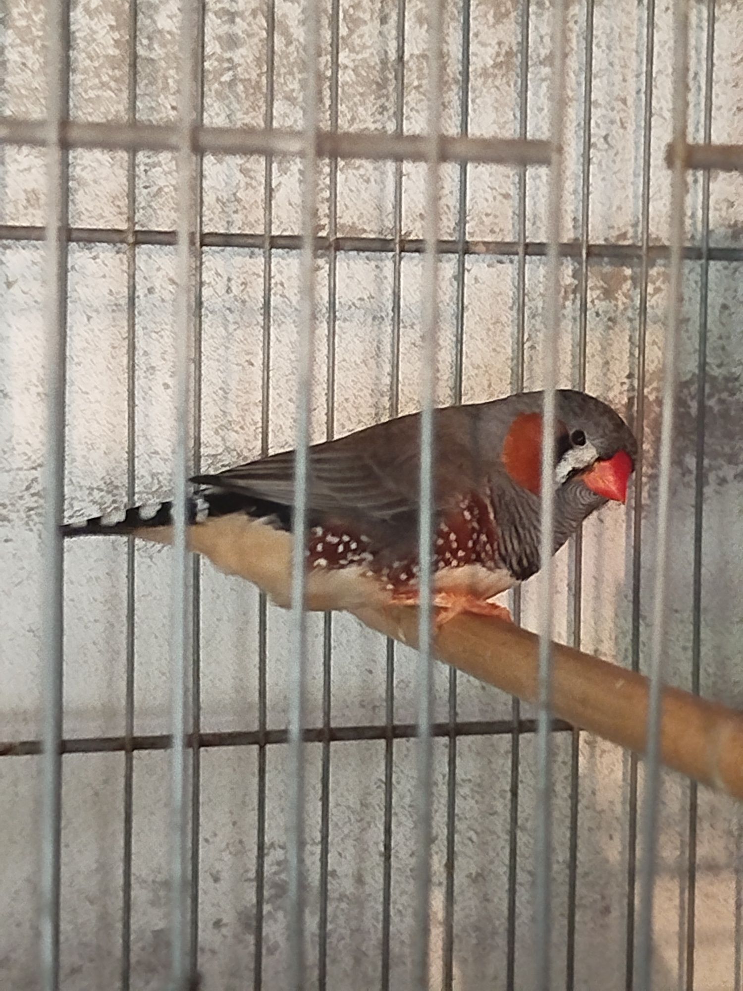 Mandarins bom porte