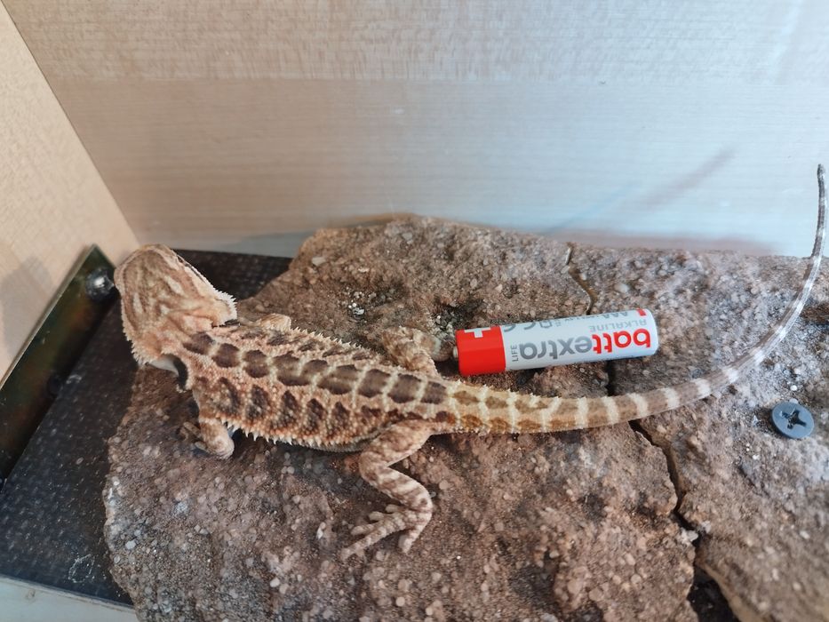 Agama brodata Młode