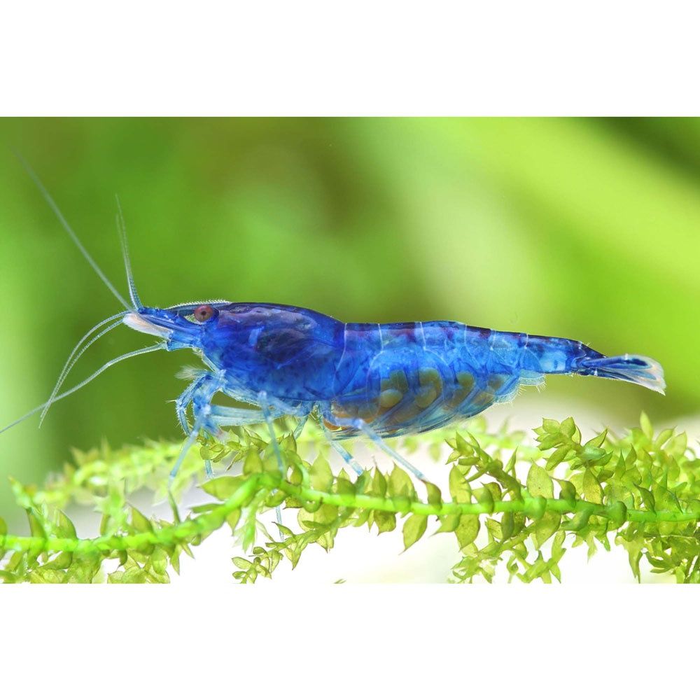 NeoCaridina Blue Dream