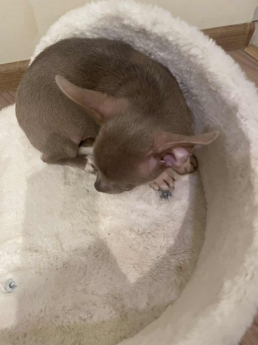 Chihuahua liliowy chłopczyk gotowy do odbioru