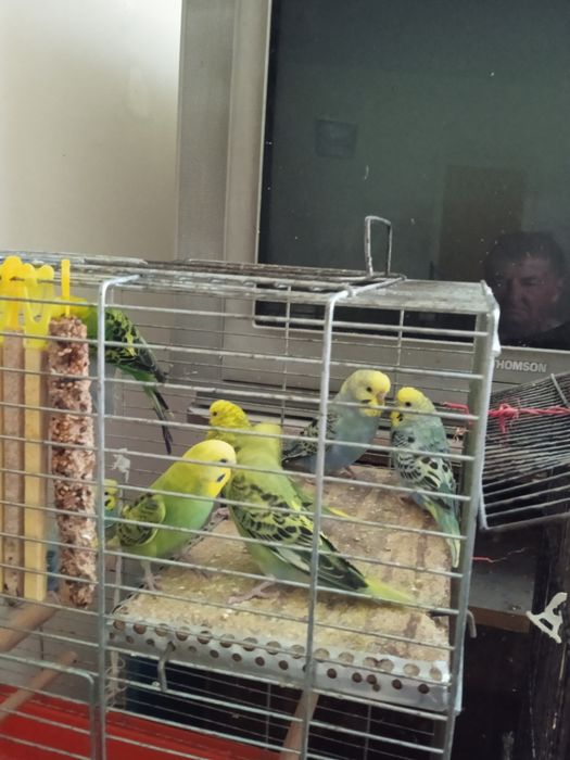 Papużki faliste mlode