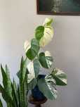 Monstera Variegatta