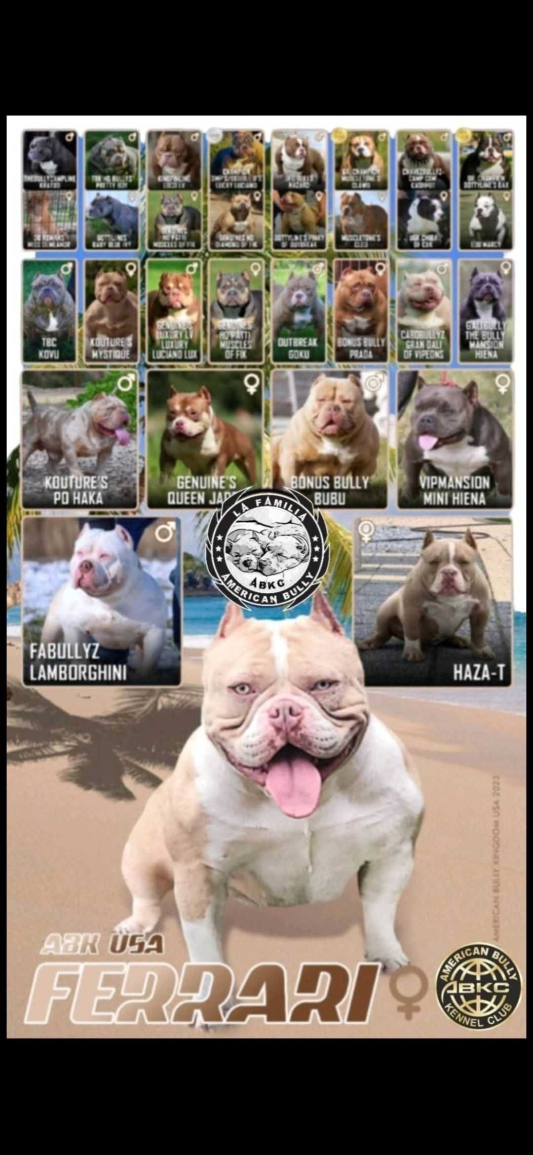 American Bully abkc