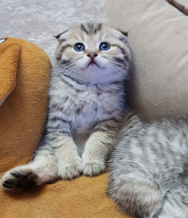 Котик шотландець  чекає на  люблячу родину.