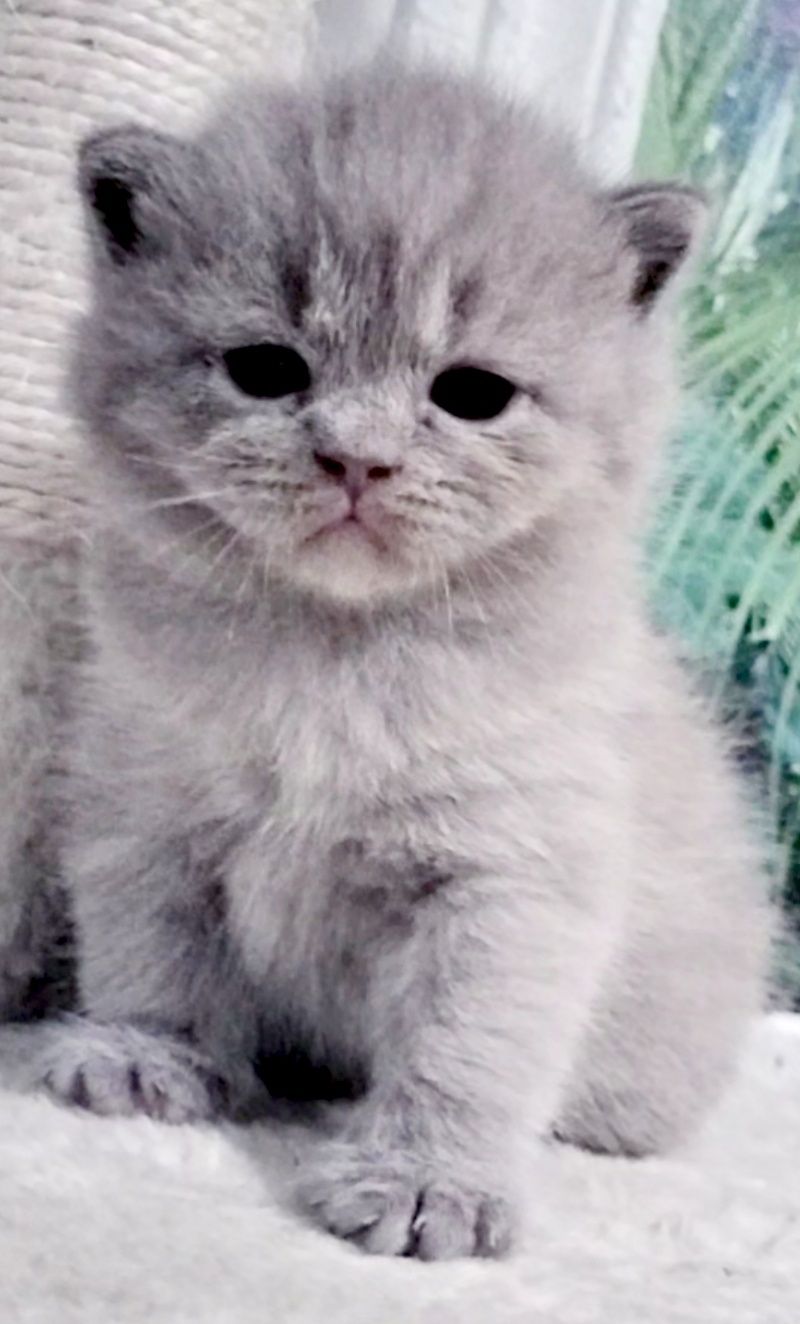 British Shorthair para reserva
