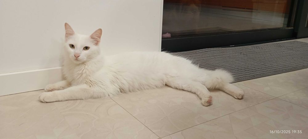 Kiko, gatinho para adoção responsável