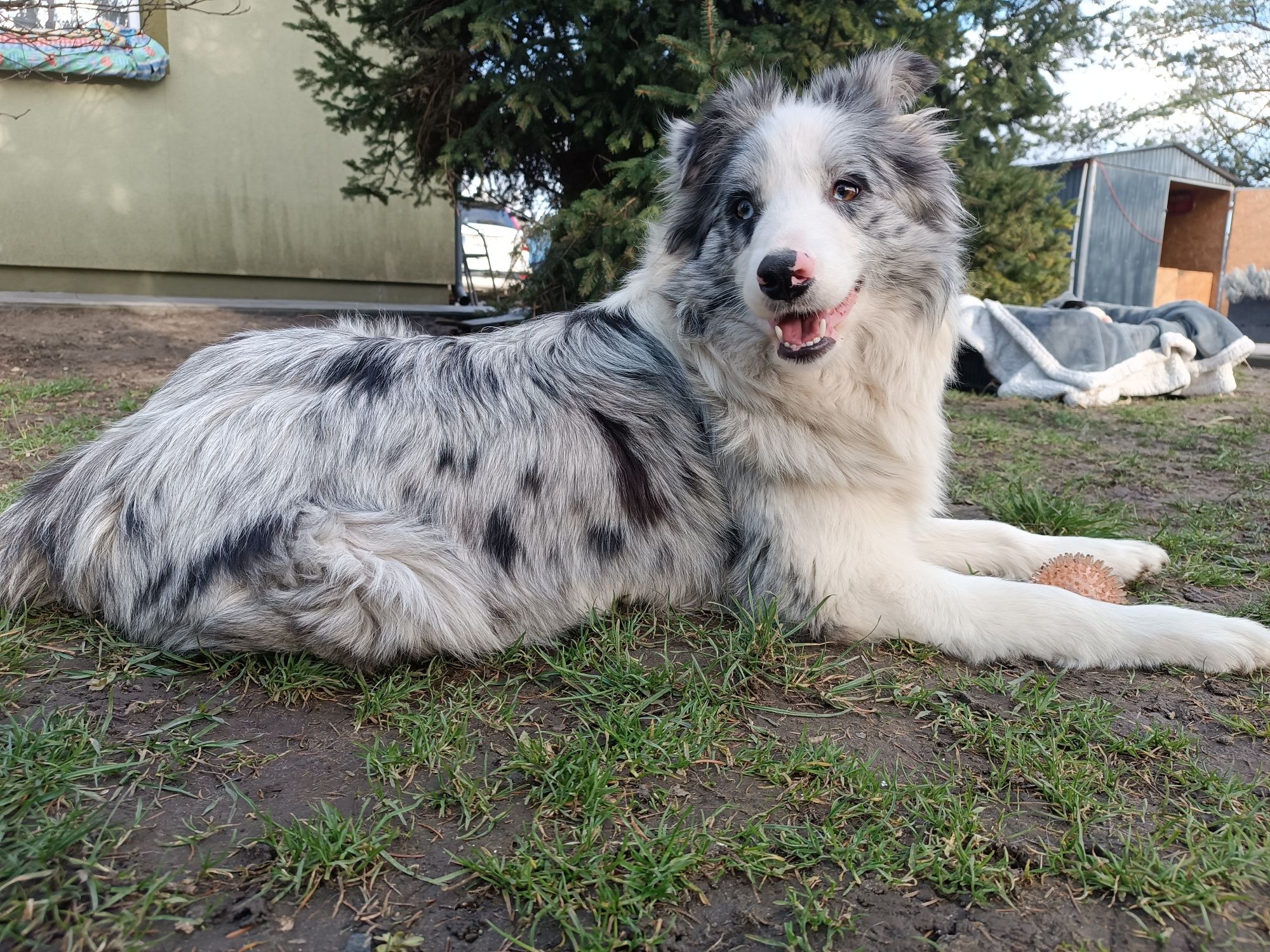 Border Collie Red Merle