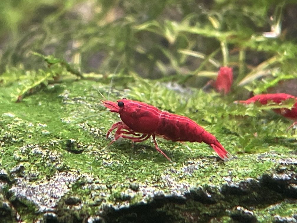 Krewetki Neocaridina Bloody Mary WYSYŁKA