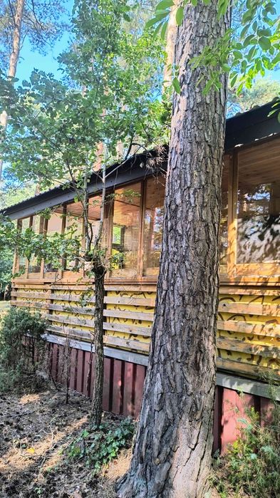 Działka leśna z domem w Sokolnikach- las