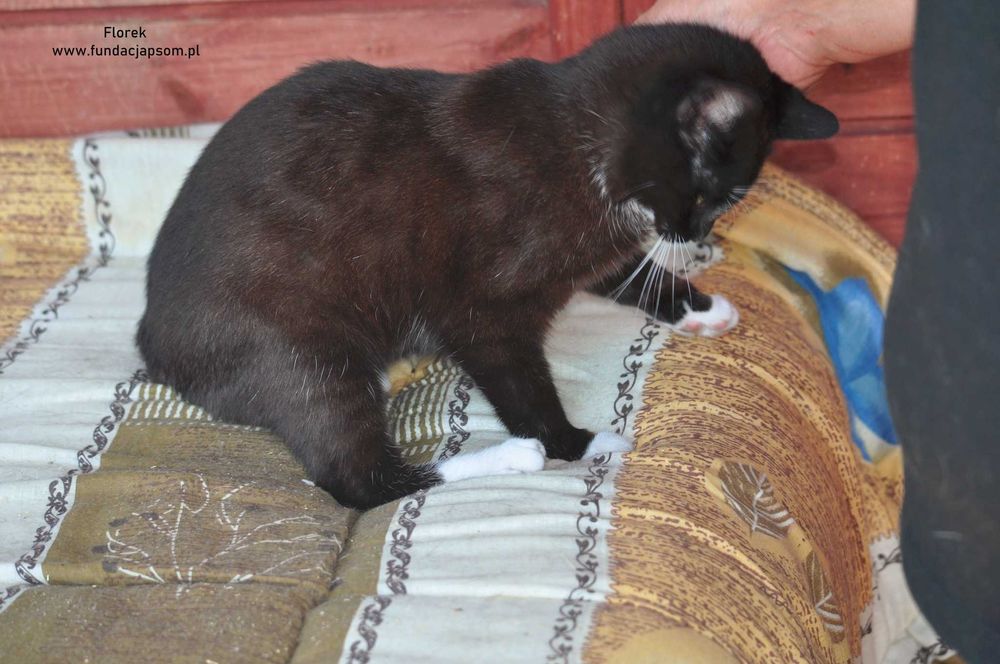 Florek - cudowny kociak szuka domku